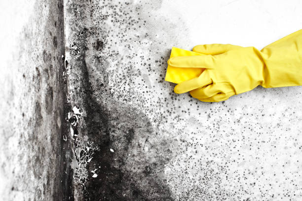 Best Residential Mold Removal  in North Hudson, WI