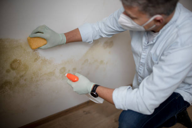 Best Mold Cleaning Services  in North Hudson, WI