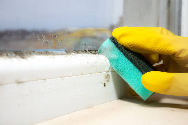 Best Mold Removal Specialists  in North Hudson, WI