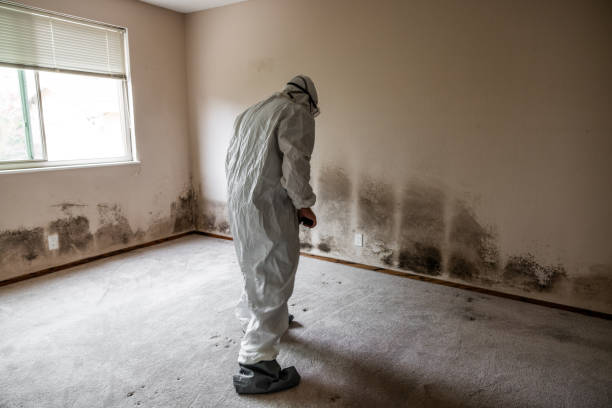 Best Mold Removal Company Near Me  in North Hudson, WI