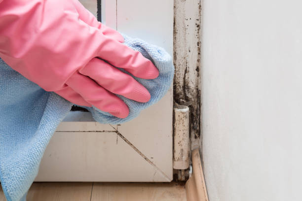 Best Toxic Mold Removal  in North Hudson, WI